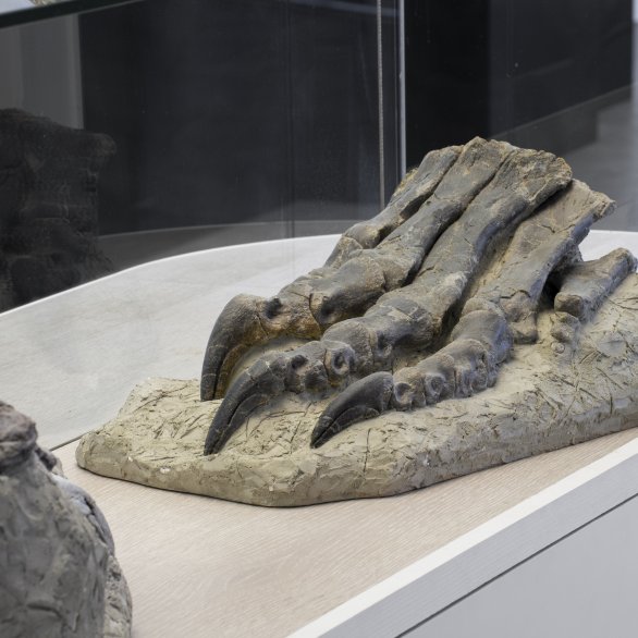 Fuss des Plateosauriers aus dem Sauriermuseum Frick, Foto: Studio Stucky