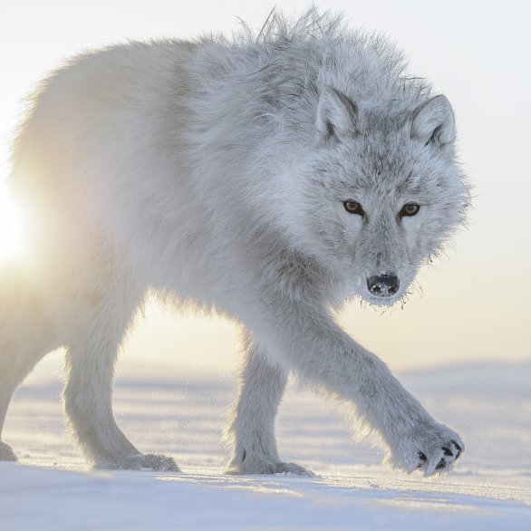 Loup arctique, Ellesmere Island, Nunavut, Canada. Photo : Vincent Munier