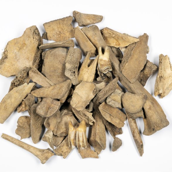 Tierknochen aus der Grabung Rötteln (Foto: Simon Trixl, LAD)