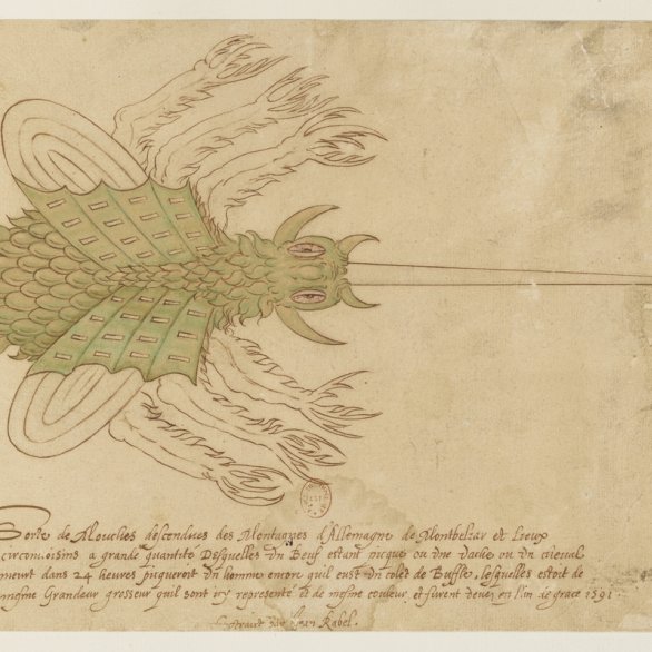 Jean Rabel, Sorte de mouches descendues des montagnes de l’Allemagne (extrait), 16e siècle, cote : RESERVE ED-10 (A)-FOL © Bibliothèque nationale de France