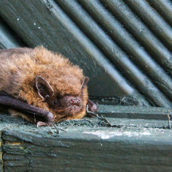 Wald x Würth «Fledermauskasten bauen»