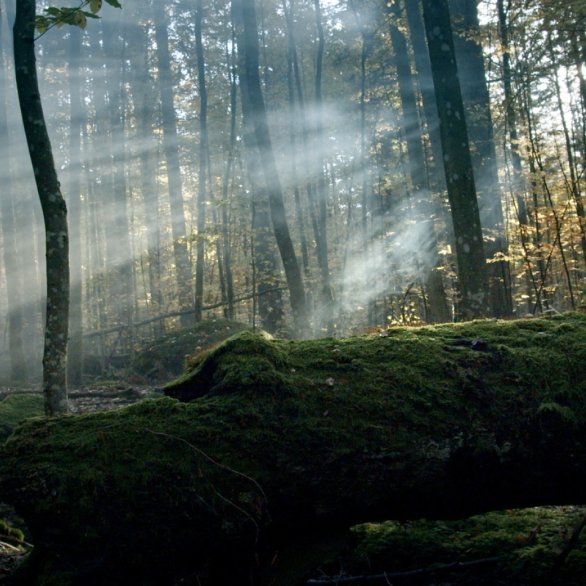 Filmabend «Der wilde Wald»