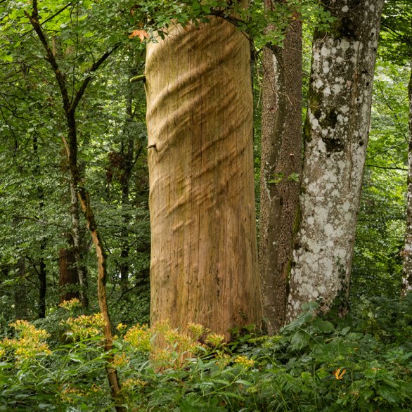 Buchpräsentation «Im Jahr des Waldes»