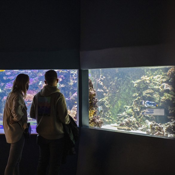 Nos galeries d'aquariums