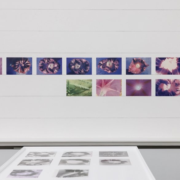 Ausstellungsansicht, Stefan Bertalan: I have lived with a sunflower for 130 days, Badischer Kunstverein, Karlsruhe 2025. Foto: Felix Grünschloß Ausstellungsansicht, Stefan Bertalan: I have lived with a sunflower for 130 days, Badischer Kunstverein, Karlsruhe 2025. Foto: Felix Grünschloß