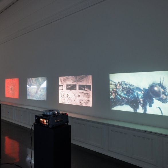 Ausstellungsansicht, Stefan Bertalan: I have lived with a sunflower for 130 days, Badischer Kunstverein 2025, Felix Grünschloß