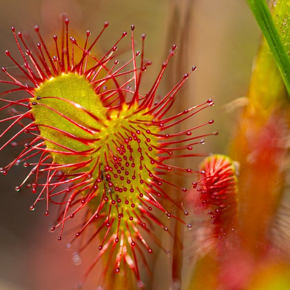 Droseraceae, Drosera anglica, Foto: Maren Riemann Droseraceae, Drosera anglica, Foto: Maren Riemann