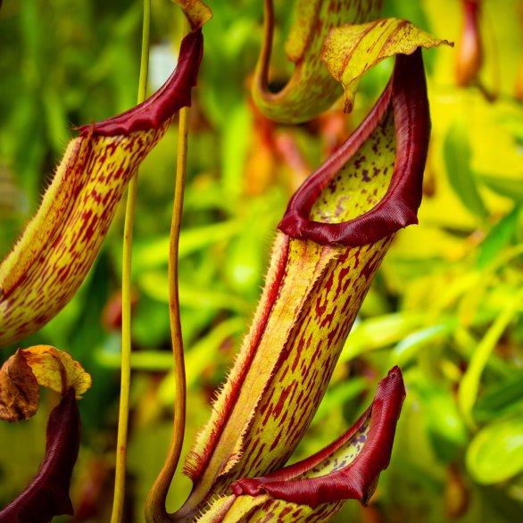 Nepenthaceae, Nepenthes maxima, Foto: Maren Riemann Nepenthaceae, Nepenthes maxima, Foto: Maren Riemann