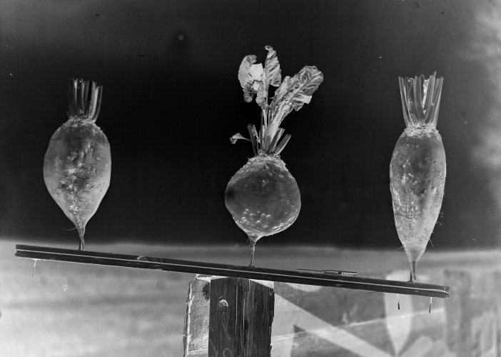 Zu sehen ist ein invertiertes schwarz-weiß-Foto von drei Wurzelgemüsen.
