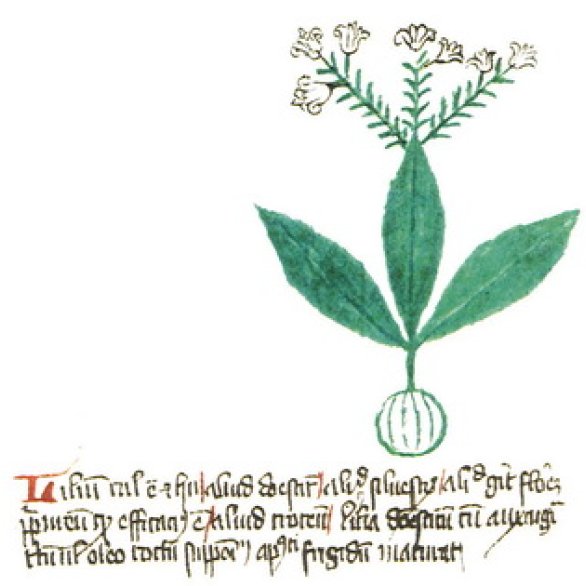 Madonnenlilie. Aus: De Simplici Medicina, Kräuterbuch-Handschrift, 14. Jh., Universitätsbibliothek Basel