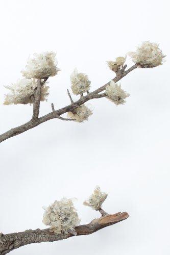 A photography of a tree branch with flowers made of dead skins