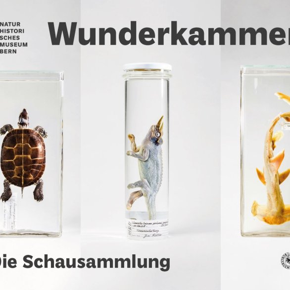 Wunderkammer Plakatesujets