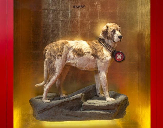 Barry - der legendäre Bernhardinerhund