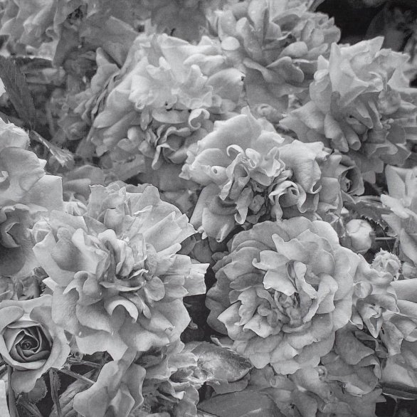 Cécile Wick, silverroses, 2025, Silber-Lithografie auf Sirio Ultra Black-Papier, Druckatelier Tom Blaess, Bern © Cécile Wick