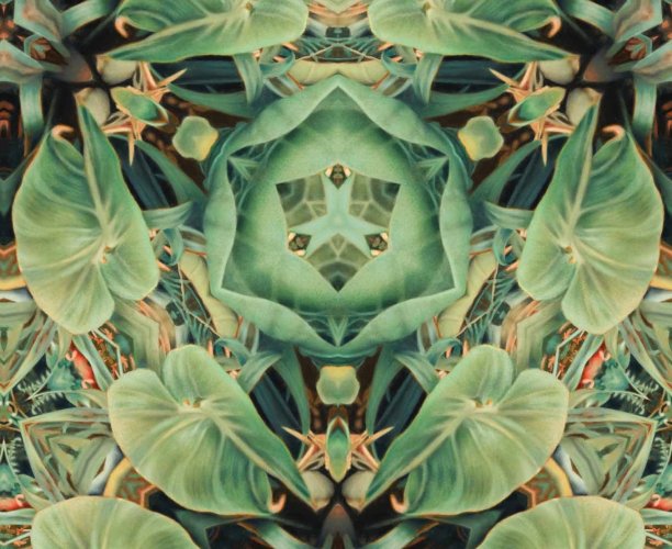 Kaleidoskop-Ansicht des Bildes Bromelia