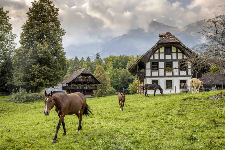 110 historic buildings from all regions of Switzerland, over 200 farm animals and craftsmanship from days gone by: at Ballenberg you experience Switzerland with all your senses.