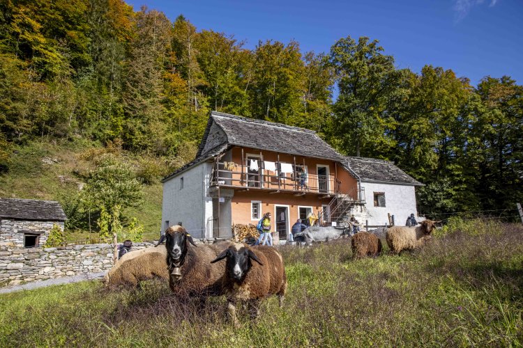 Über 100 historische Gebäude, zahlreiche Handwerke und über 200 Bauernhoftiere können im Freilichtmuseum Ballenberg entdeckt werden.