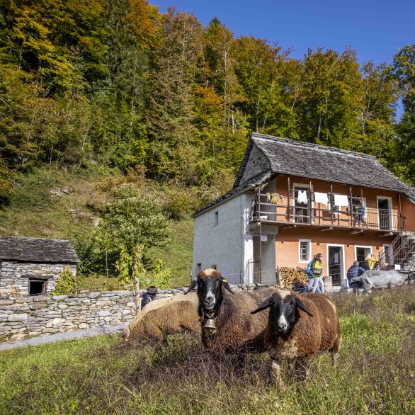 En plus de l’architecture, de l’artisanat et des nombreuses expositions et activités, les 200 animaux de ferme animent le Musée suisse en plein air.