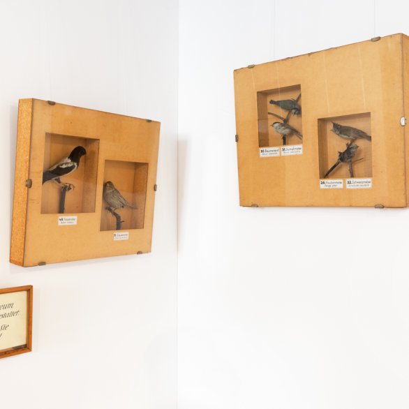 Ausgestopfte heimische Vögel gehören zu den Anfängen der Museumssammlung.