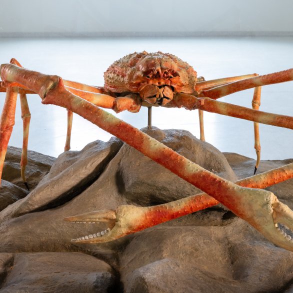 Japanische Riesenkrabbe