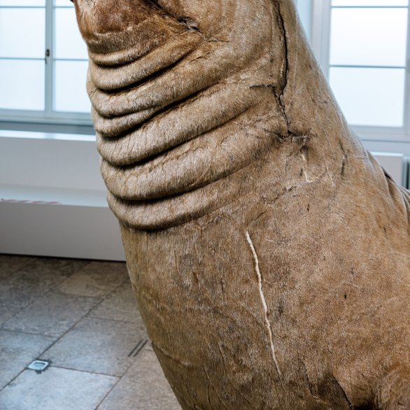 See-Elefant "Tristan"