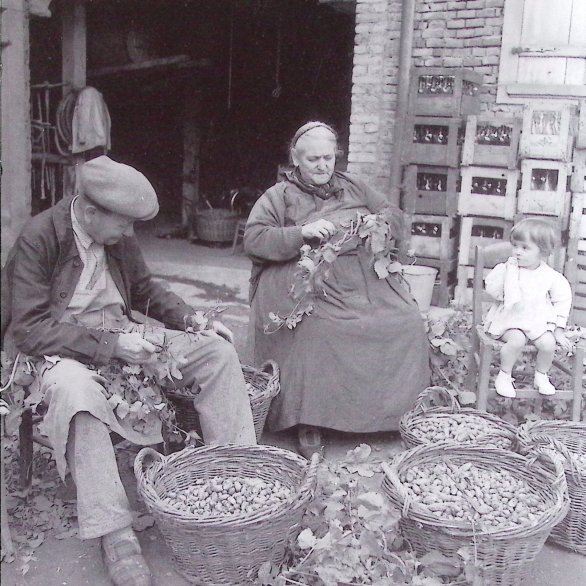 Du houblon à l'esprit de la bière. Le tri des cônes de houblon.