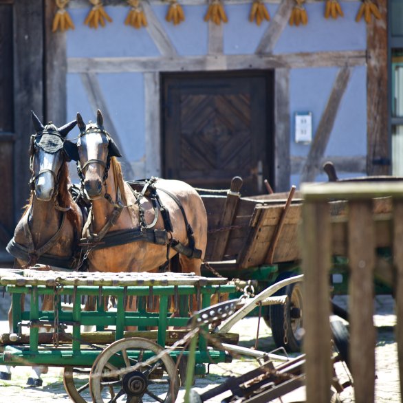 Chevaux attelés