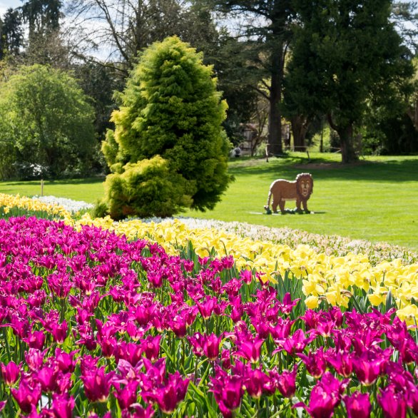 On peut voir des fleurs au premier plan, une pelouse au fonds