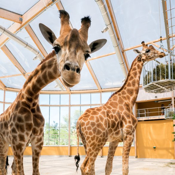 Des girafes se penchent vers l'objectif de la caméra